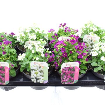 Arabis MIX