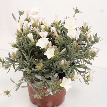 Convolvulus cneorum