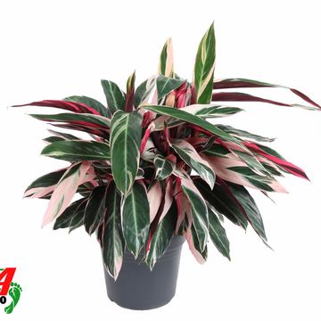 Stromanthe sanguinea 'Triostar'