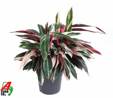 Stromanthe sanguinea 'Triostar'