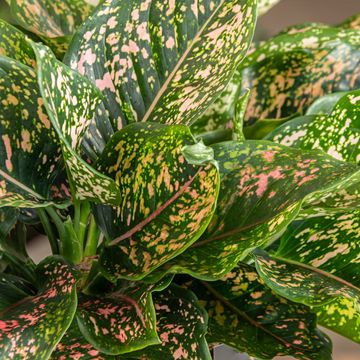 Aglaonema 'Pink Leopard'