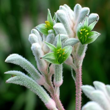 Anigozanthos 'White Diamond'