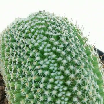 Mammillaria matudae cristata