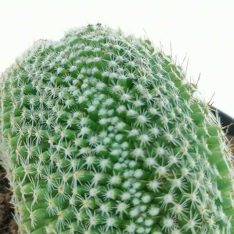 Mammillaria matudae cristata