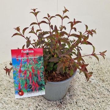 Fuchsia 'Riccartonii'