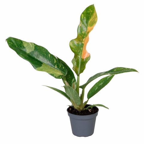 Philodendron 'Ring of Fire'