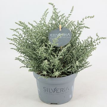 Olearia lepidophylla
