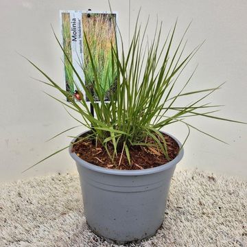 Molinia caerulea 'Heidebraut'