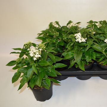 Pentas lanceolata LUCKY STAR WHITE