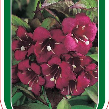 Weigela BRIANT RUBIDOR