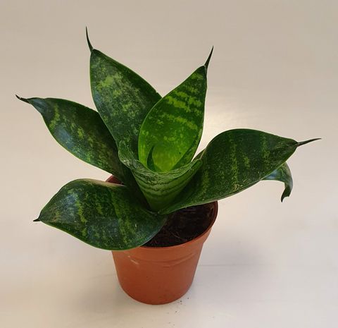 Sansevieria 'Forest Star'