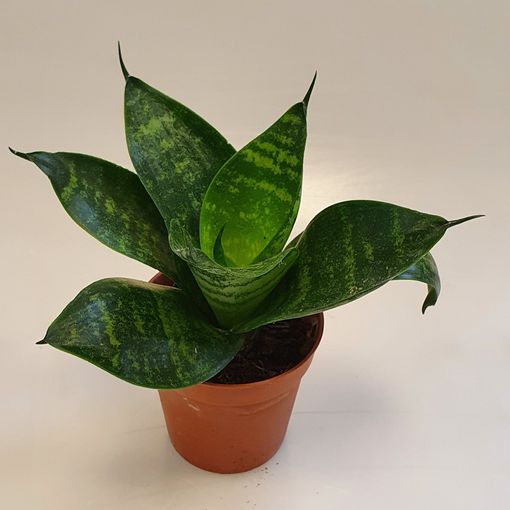 Sansevieria 'Misty Star' — Plant Wholesale FlorAccess