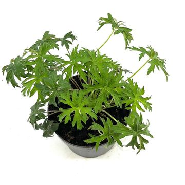 Geranium 'Brookside'