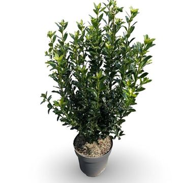 Ilex x meserveae 'Heckenpracht'