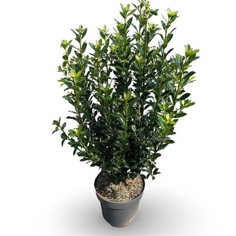 Ilex x meserveae 'Heckenpracht'