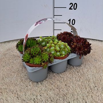 Sempervivum MIX