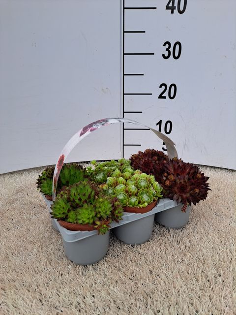 Sempervivum MIX