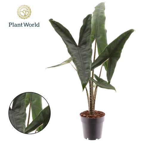 Alocasia zebrina 'Tigrina Superba'