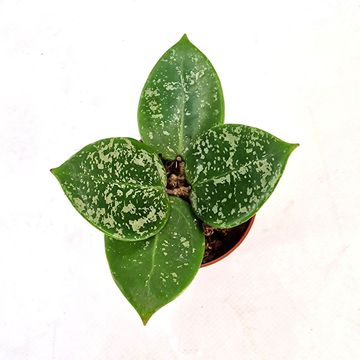 Hoya parasitica 'Splash'