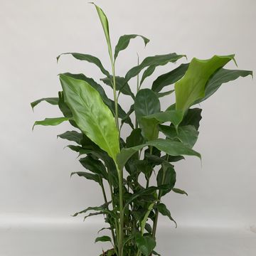 Elettaria cardamomum