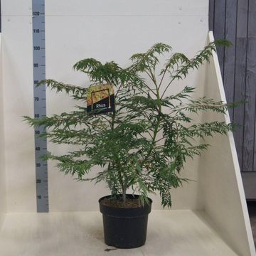 Rhus glabra 'Laciniata'