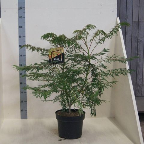 Rhus glabra 'Laciniata'