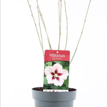 Hibiscus syriacus 'Hamabo'