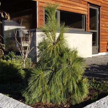 Pinus x schwerinii 'Wiethorst'