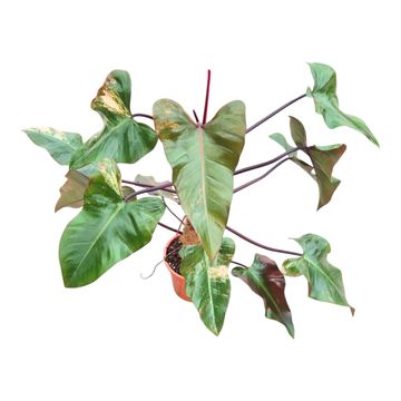 Philodendron 'Strawberry Shake'