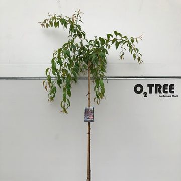 Prunus serrulata 'Kiku-shidare'