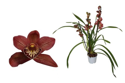 Cymbidium RED BEAUTY ROY