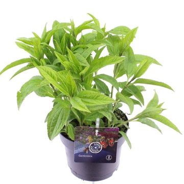 Helianthus 'Lemon Queen'