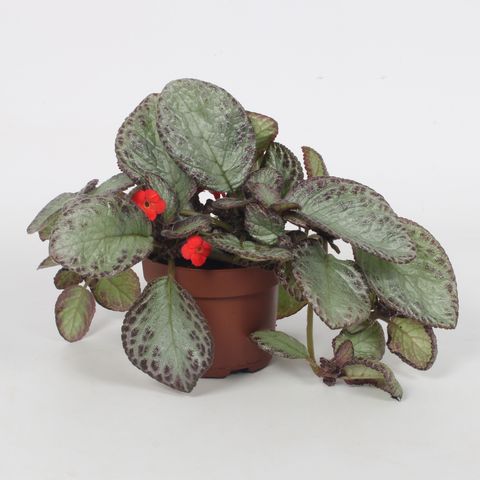 Episcia 'Joy Sweet Pink'