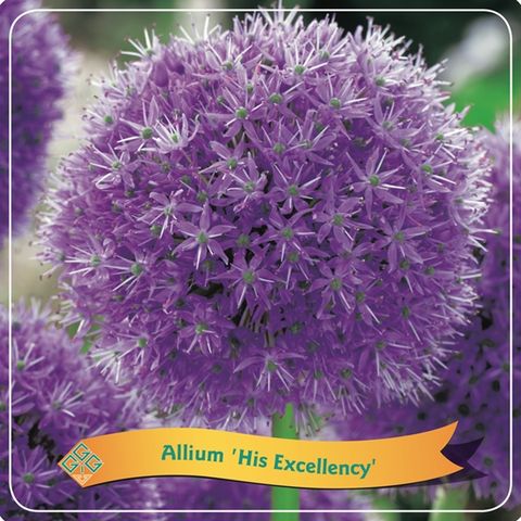 Allium 'Хиз Экселленс'