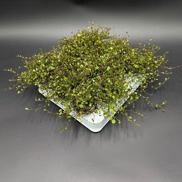Muehlenbeckia complexa