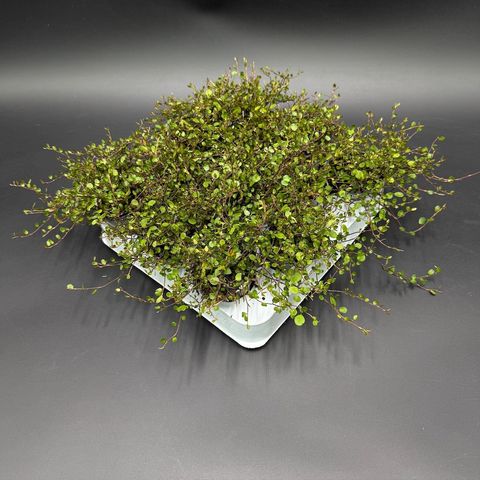 Muehlenbeckia complexa