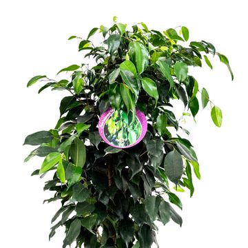 Ficus benjamina