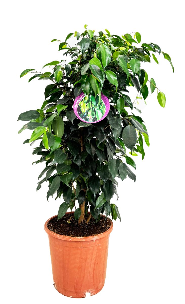Ficus benjamina  Plant Wholesale FlorAccess