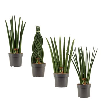 Sansevieria cylindrica MIX