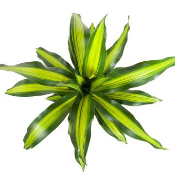 Dracaena fragrans BURLEY