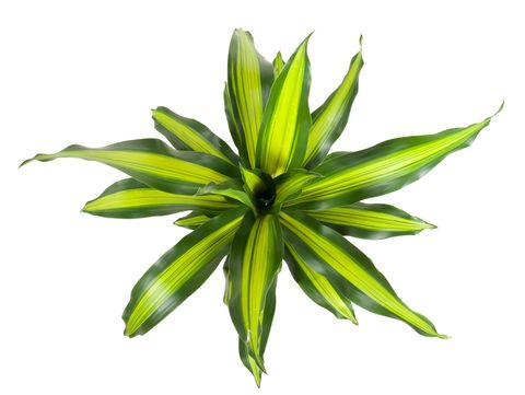 Dracaena fragrans BURLEY