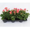 Pelargonium TOSCANA LISA