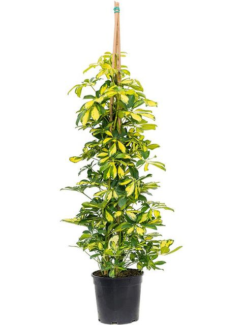 Schefflera arboricola 'Gold Capella'