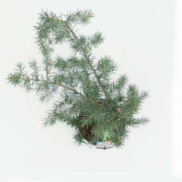 Cedrus deodara 'Pendula'
