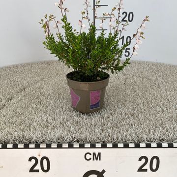 Daboecia cantabrica 'Irish Princess'