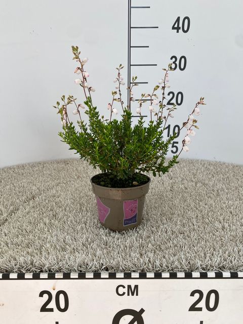 Daboecia cantabrica 'Irish Princess'