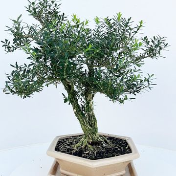 Buxus harlandii