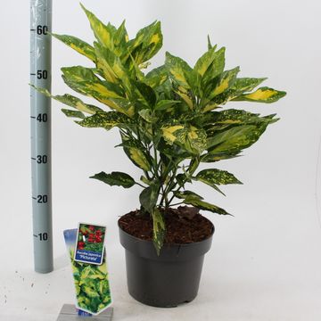 Aucuba japonica 'Picturata'