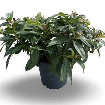 Viburnum davidii