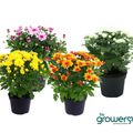 Chrysanthemum MINI MYSTIC MUMS